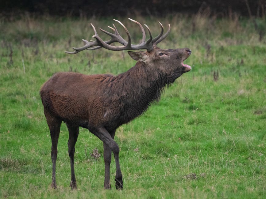 8 Hirsch Jaguarklaue: Der mächtige Mixteken-Herrscher aus Tilantongo – König Der Herde