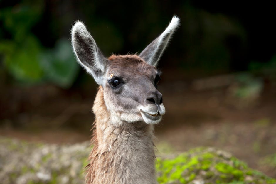 Anden Kameliden: Lama, Alpaka, Vikuña und Guanako im Überblick – Eine Nahaufnahme eines Lamas vor verschwommenem Waldhinte…