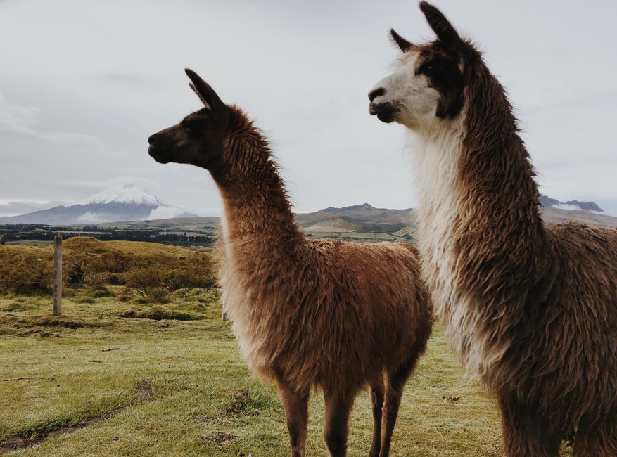 Anden Kameliden: Lama, Alpaka, Vikuña und Guanako im Überblick – Zwei Lamas in den Anden mit malerischer Aussicht auf den …