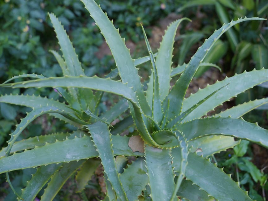 Aztekische Medizin: Heilpflanzen, Heiler und chirurgische Praktiken – Detailansicht einer sukkulenten Aloe Vera-Pflanze in…