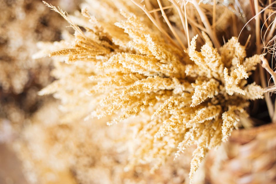 Quinoa: Goldenes Korn der Anden – Geschichte und Bedeutung – Schöne Nahaufnahme von getrockneten goldenen Weizenhalmen in …