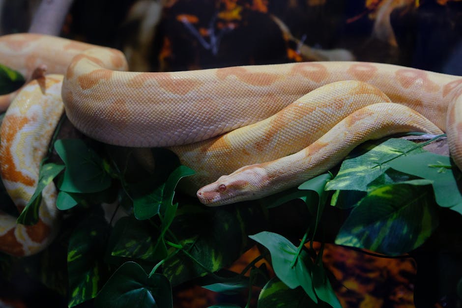 Serpent Mound – Kostenloses Stock Foto zu Albino-Python, ast, biodiversität
