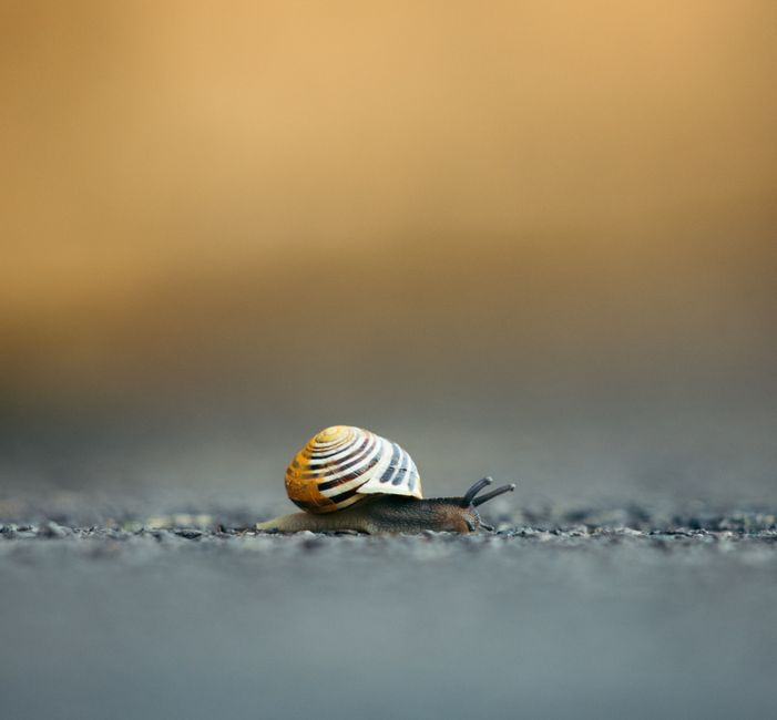 Arlene Chase: Pionierin der Caracol-Forschung in Belize – Kostenloses Stock Foto zu asphalt, bewegung, caracol de jardim