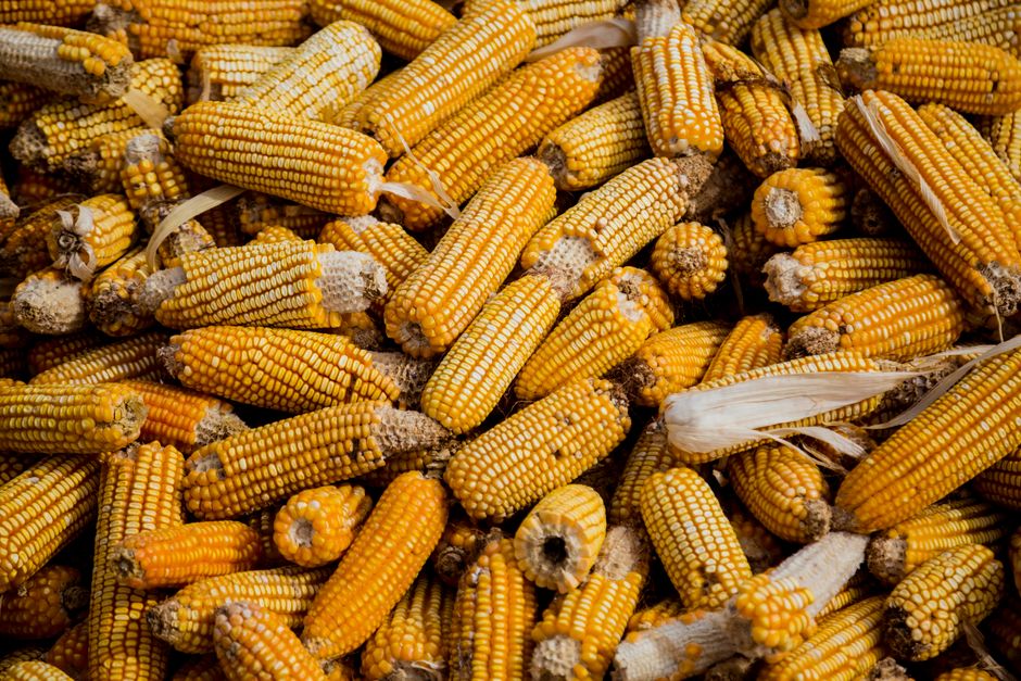 Mais Isotope: Wie δ13C die prähistorische Ernährung entschlüsselt – Bündel Maiskolben