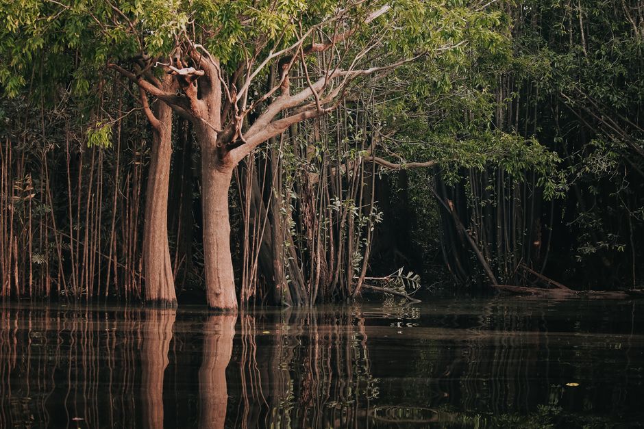 Pristine Forest: Der Mythos vom unberührten Amazonas – Ruhiger Amazonas Regenwald Mit üppigem Grün, Das Sich Im Fluss Spie…