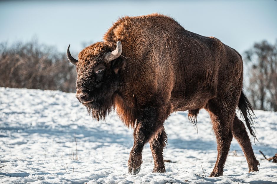 Buffalo Jumps: Uralte Jagdstrategie der Plains-Völker – Porträt eines Bisons, der im Winterlandschaft auf Schnee steht und…