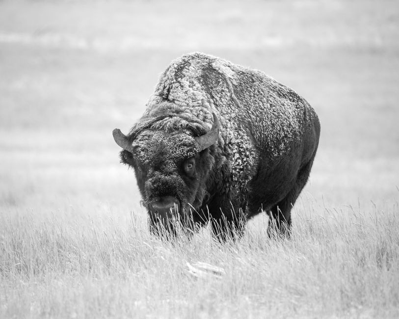 Buffalo Jumps: Uralte Jagdstrategie der Plains-Völker – Schwarzweißaufnahme eines großen amerikanischen Bisons, de…