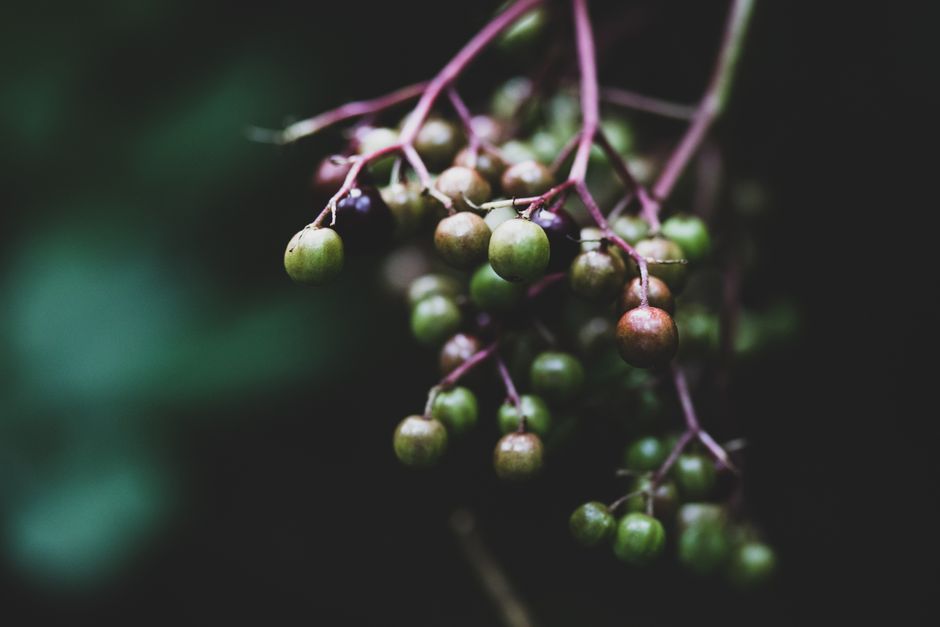 Açaí: Amazonas-Frucht als globales Superfood und ihre Wirkung – IAE-Bonn Magazin Açaí: Amazonas-Frucht als globales Superfood und ihre Wirkung