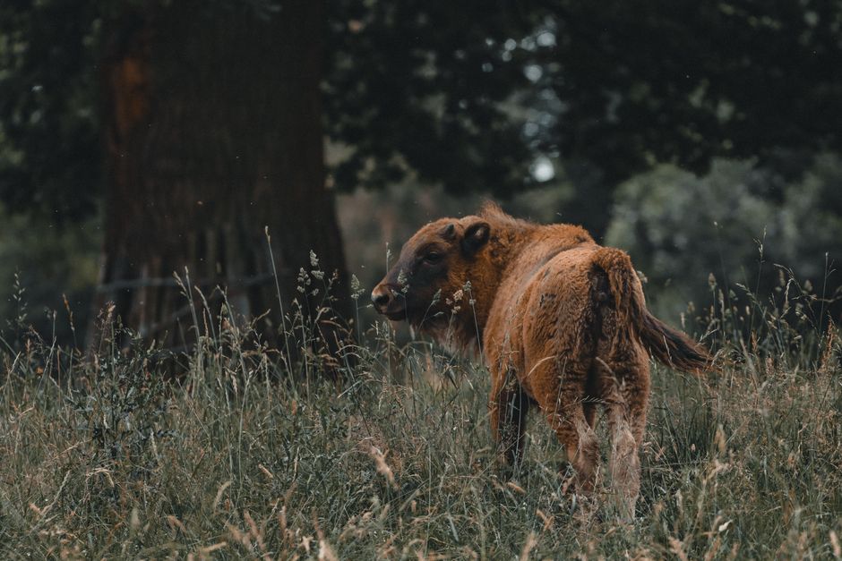 Bisonjagd vor Pferd: Überlebenstechniken der Plains-Kulturen – IAE-Bonn Magazin Bisonjagd vor Pferd: Überlebenstechniken der Plains-Kulturen