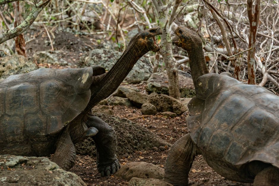 Kichwa Ecuador: Indigene Völker im Amazonas und ihre Herausforderungen