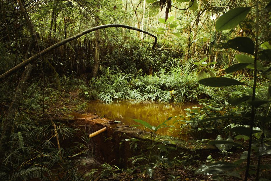 Zucker und Amazon: Brasiliens Süßhunger und der Regenwald – Ruhiger Teich umgeben von üppiger Vegetation im Amazonasregenw…