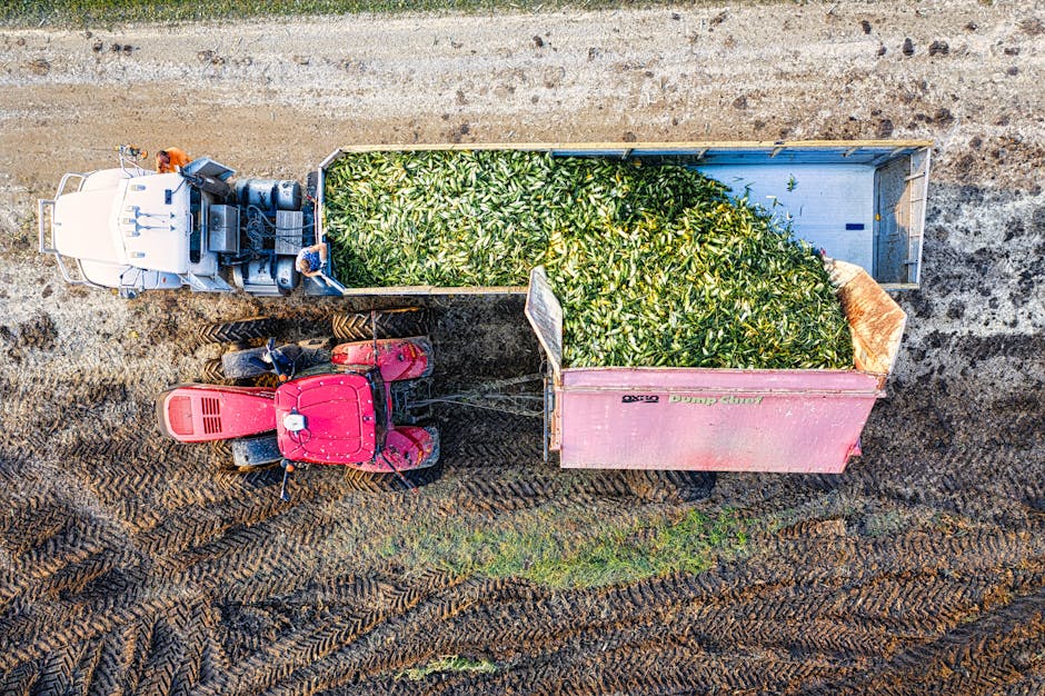 Drei Schwestern Landwirtschaft: Mais, Bohne, Kürbis & Milpa-System – Kostenloses Stock Foto zu ackerland, agronomie, a…