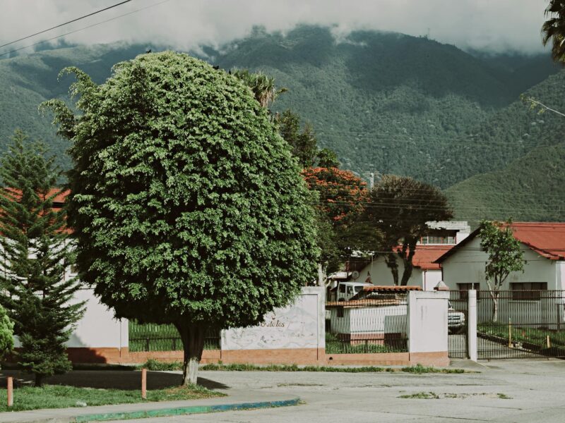 Copán Stelen: Meisterwerke der Maya-Kunst in Honduras