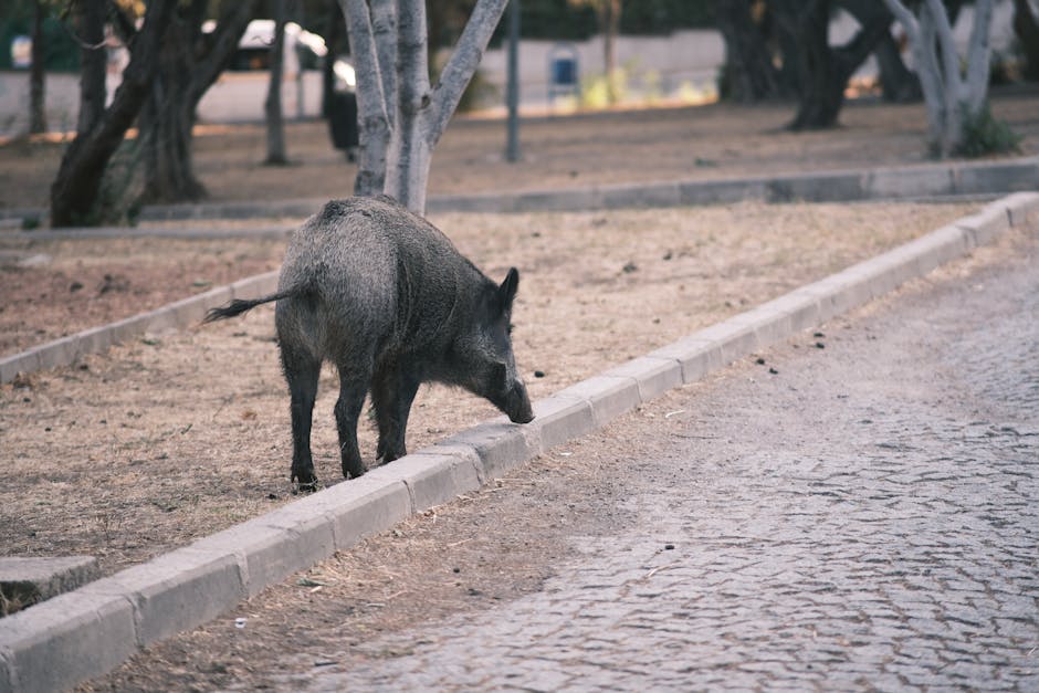 Spanische Tiere in den Anden: Schwein, Pferd, Kuh