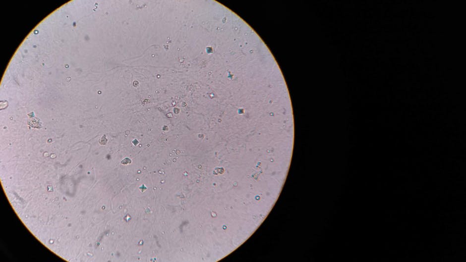 Mumie Bolivien: Scharlach-Bakterium vor Kolumbus entdeckt – Nahaufnahme von Bakterien unter einem Mikroskop, die Zellstruk…