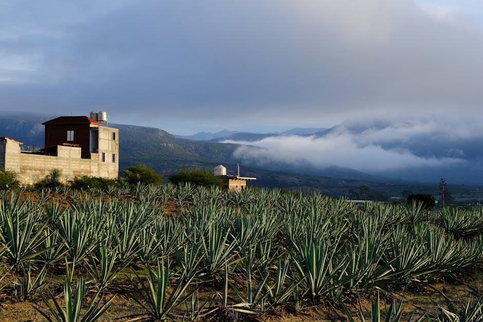Pulque und Maguey: Das aztekische Götter-Getränk neu entdeckt – Kostenloses Stock Foto zu agave, agavenfelder, aussicht