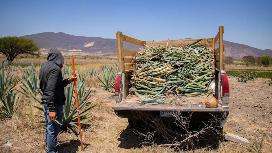 Pulque und Maguey: Das aztekische Götter-Getränk neu entdeckt – Kostenloses Stock Foto zu agave, anbau, arbeiter