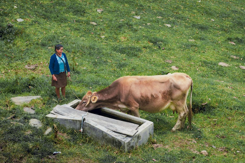 Spanische Tiere in den Anden: Schwein, Pferd, Kuh – Kostenloses Stock Foto zu anden, außerorts, bäuerin