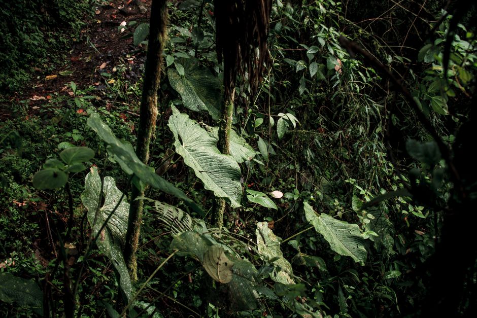 Ecuador Verfassung 2008: Rechte der Natur (Pachamama) – Kostenloses Stock Foto zu baum, biodiversität, blatt