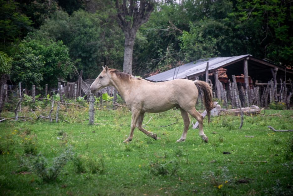 Guaraní Paraguay: Indigene Sprache als Amtssprache