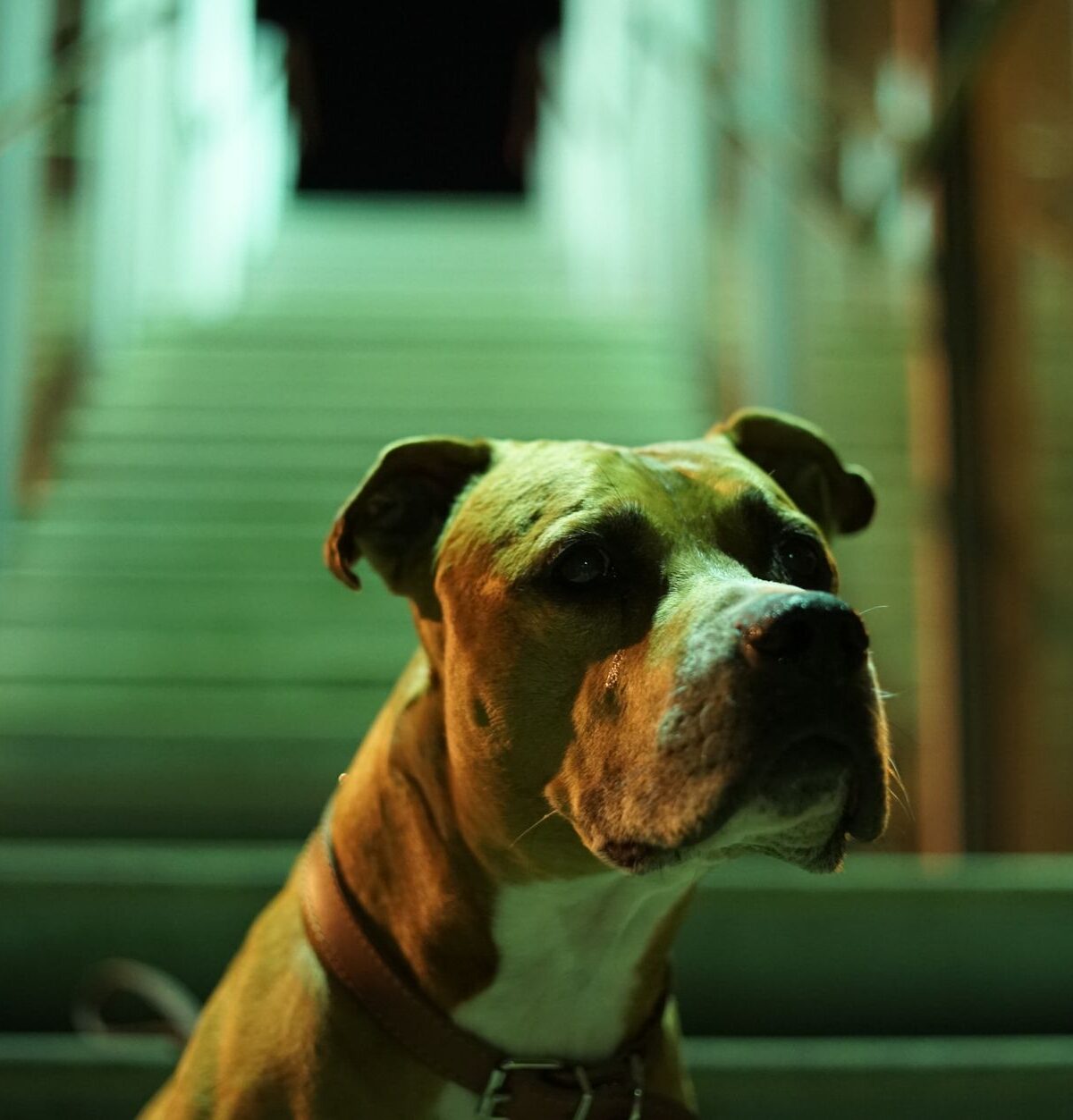 Reservation Dogs: Die FX-Serie revolutioniert indigene Repräsentation