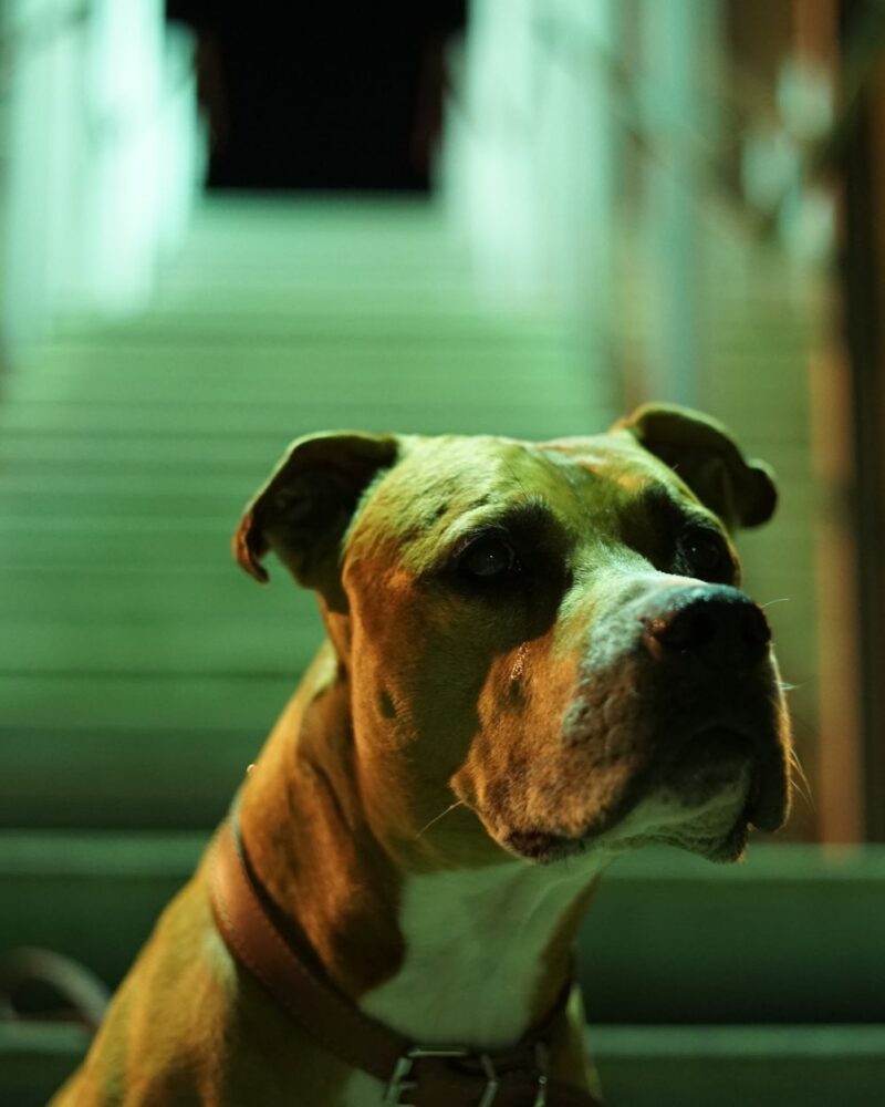 Reservation Dogs: Die FX-Serie revolutioniert indigene Repräsentation