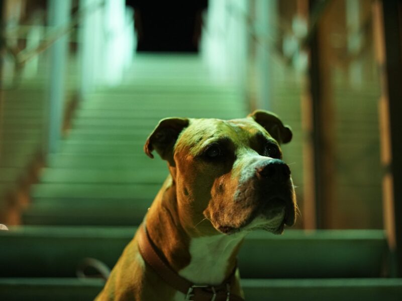 Reservation Dogs: Die FX-Serie revolutioniert indigene Repräsentation