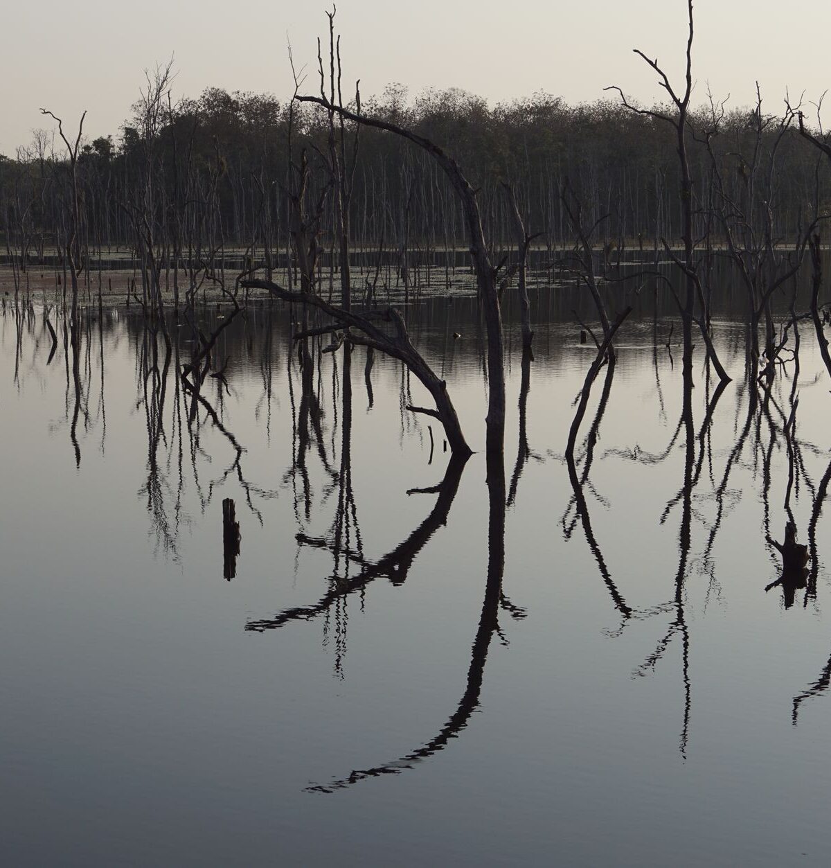 Two-Eyed Seeing: Indigenes und westliches Wissen vereinen