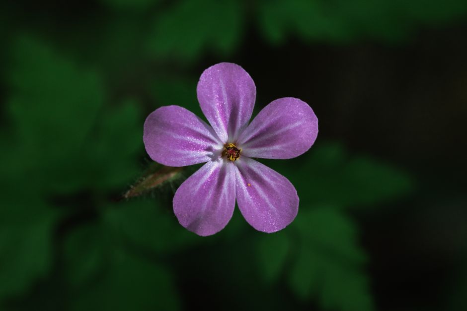 Killers Of The Flower Moon: Osage-Morde & Scorseses Film – Detailaufnahme einer rosa Wildblume mit dunkelgrünen Blätte…