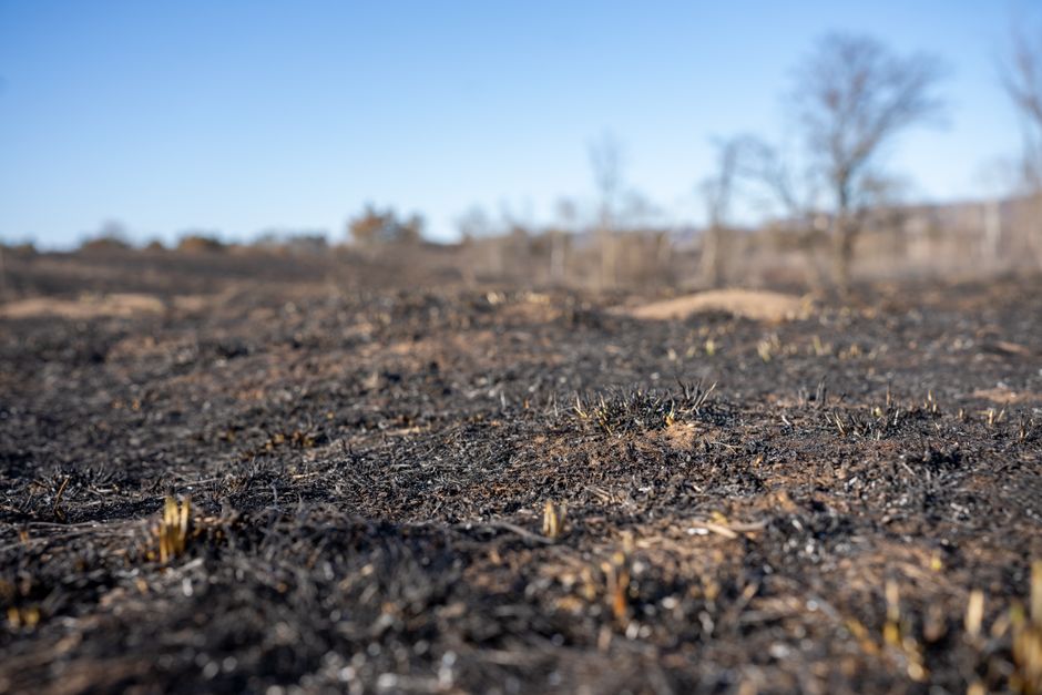 Pine Ridge heute: Armut, Widerstand und Wiederaufbau der Lakota – Kostenloses Stock Foto zu asche, bäume, begrifflich