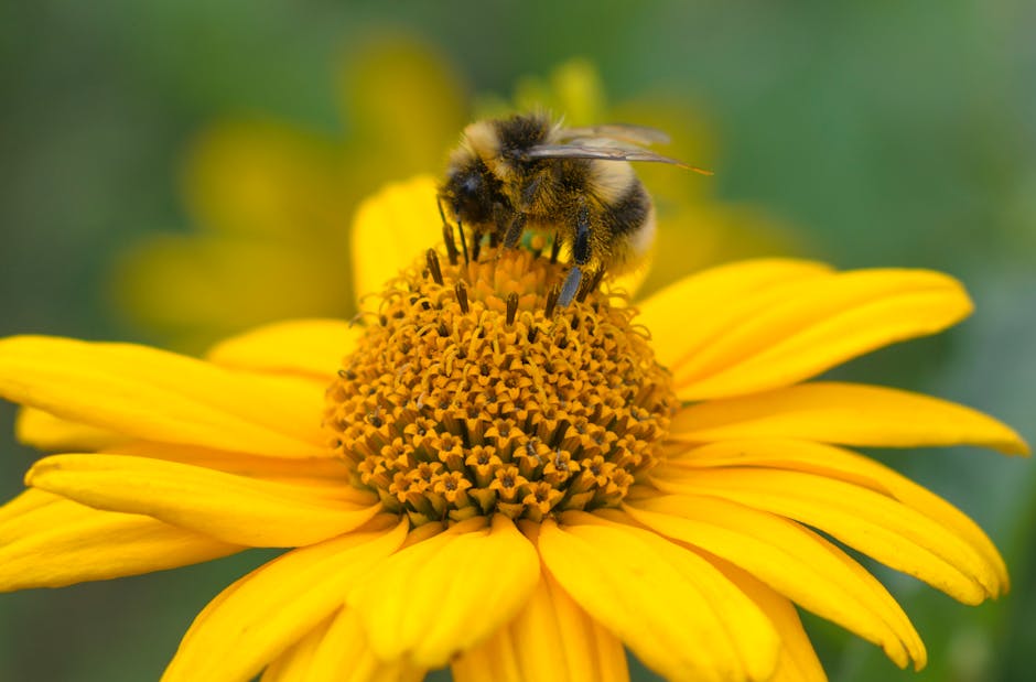 Pollen Archäologie: Mikrospuren der Umweltgeschichte – Kostenloses Stock Foto zu 4k wallpaper, antòfila, bestäuber