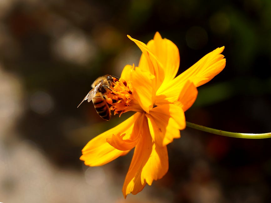 Pollen Archäologie: Mikrospuren der Umweltgeschichte – Kostenloses Stock Foto zu apis mellifera, bestäubung, biene