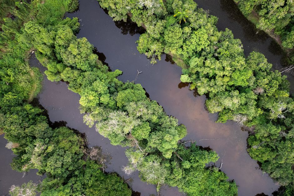 Amazon Fund: Schutz für den Regenwald durch internationale Gelder – Kostenloses Stock Foto zu aufforstung, bäume, biodiver…