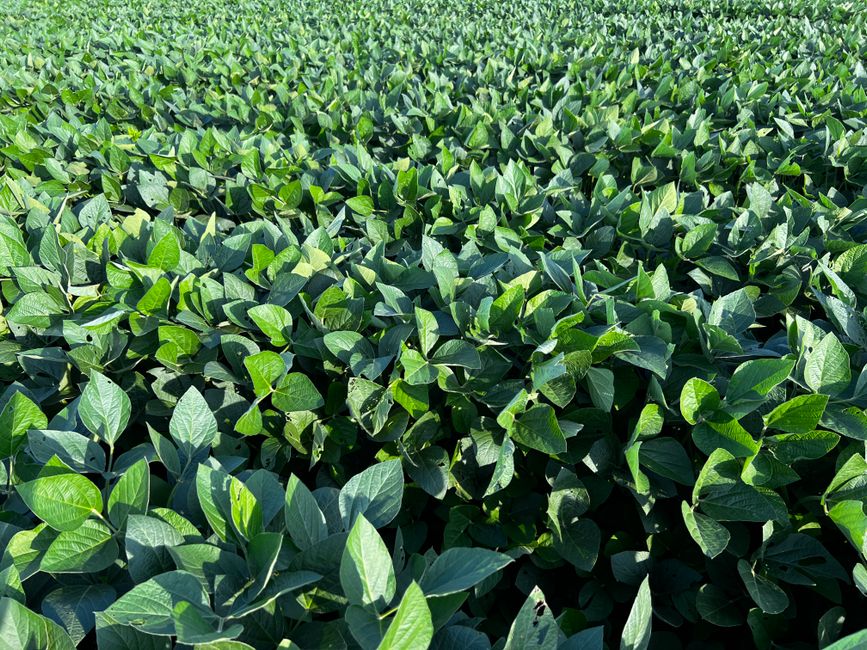 Amazon Soja: Die ökologischen und sozialen Folgen des Anbaus – Kostenloses Stock Foto zu agronomie, amerikanische landwirt…