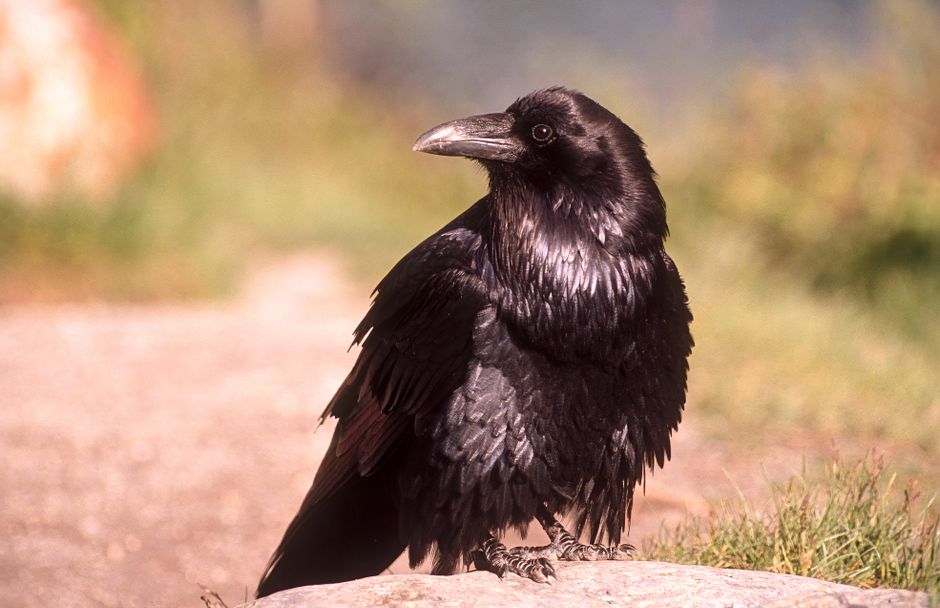 Die Crow (Apsáalooke): Kultur, Geschichte und Gegenwart – Kostenloses Stock Foto zu aasfresser, aufmerksam, ausführlich