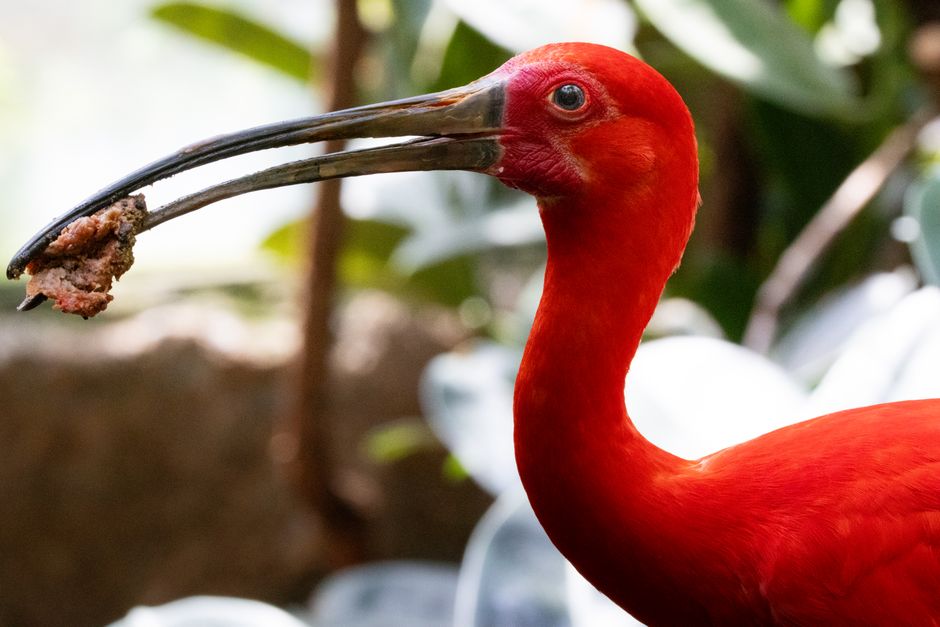 Amazon Bevölkerung: Vorkolumbianische Zahlen und heutige Gemeinschaften