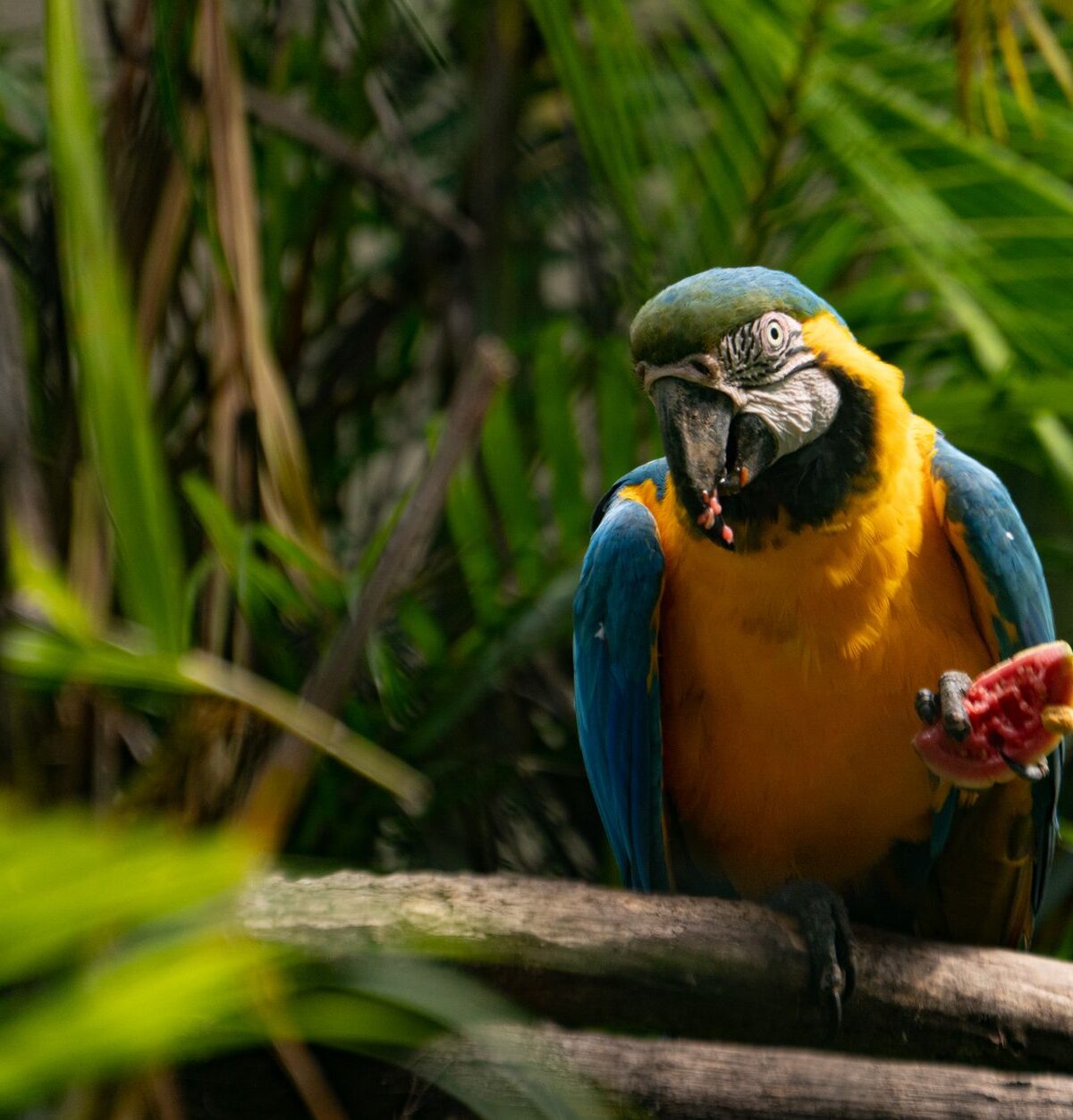 Amazon Sklavenjagd: Bandeirantes und indigener Widerstand
