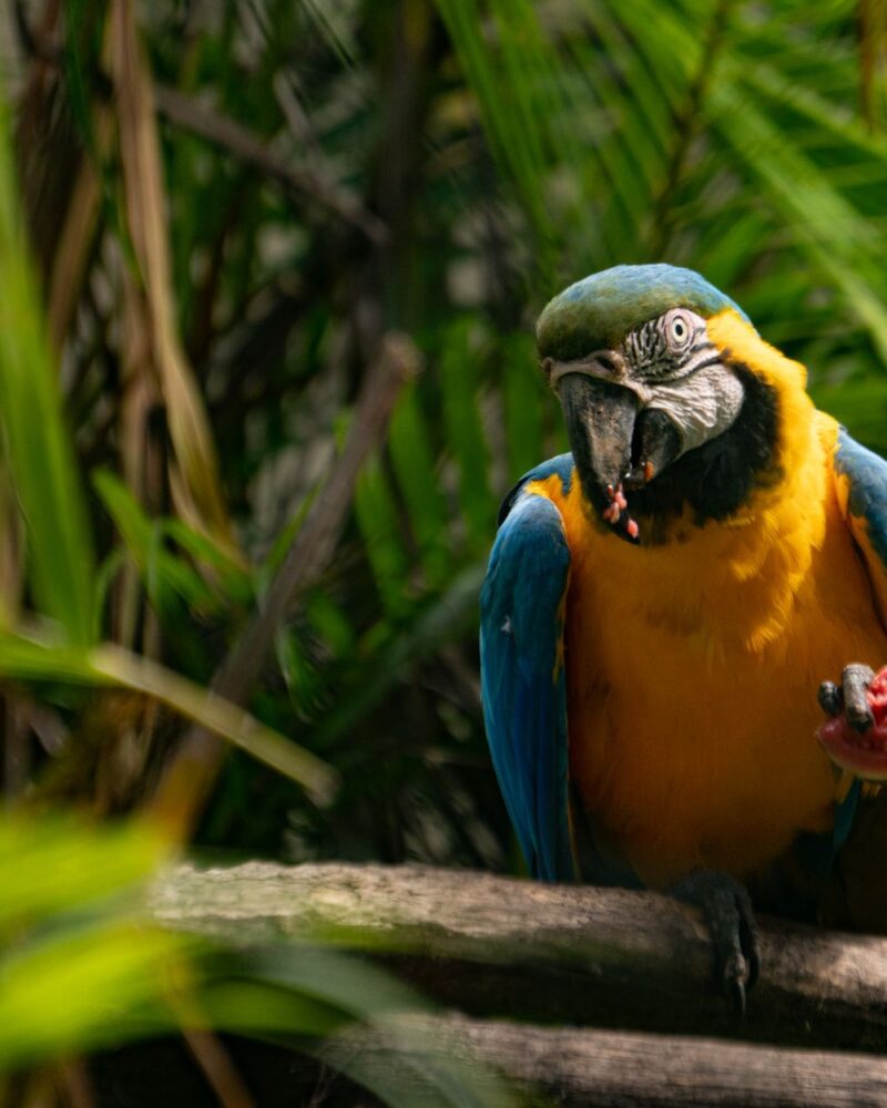 Amazon Sklavenjagd: Bandeirantes und indigener Widerstand
