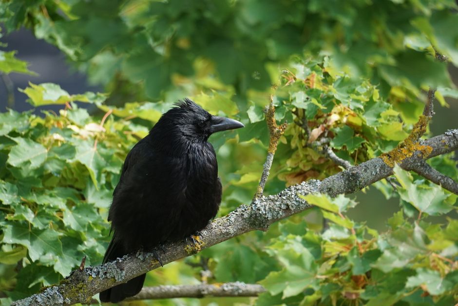 Die Crow (Apsáalooke): Kultur, Geschichte und Gegenwart