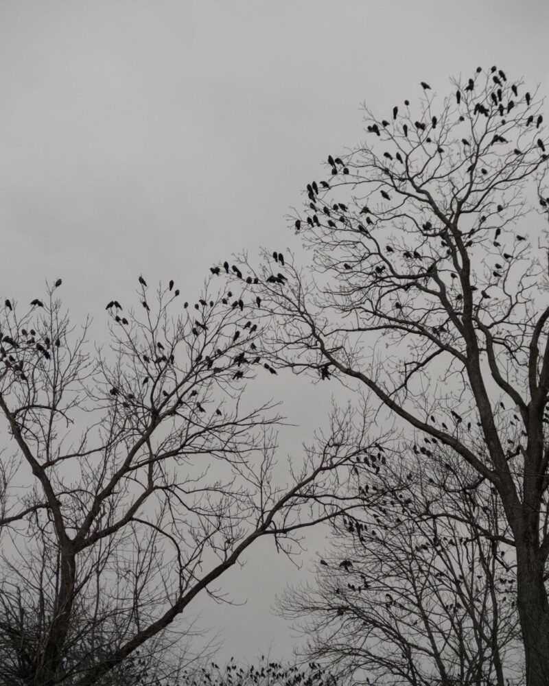 Die Crow (Apsáalooke): Kultur, Geschichte und Gegenwart