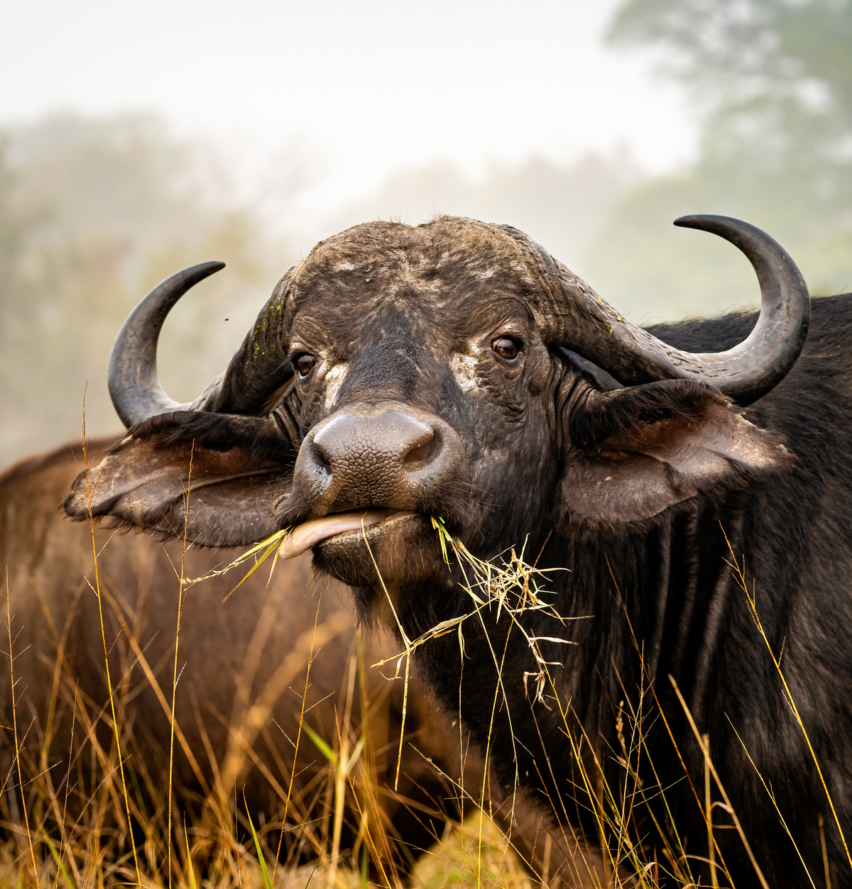 Head-Smashed-In Buffalo Jump: 5500 Jahre Blackfoot-Jagd in Alberta
