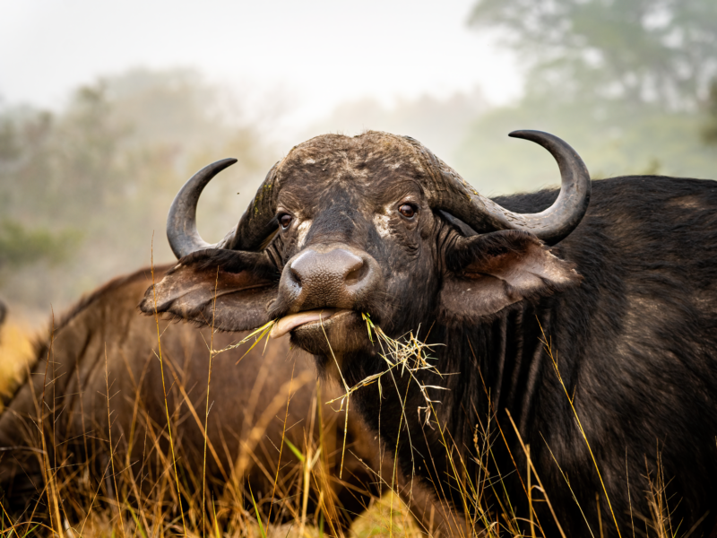 Head-Smashed-In Buffalo Jump: 5500 Jahre Blackfoot-Jagd in Alberta