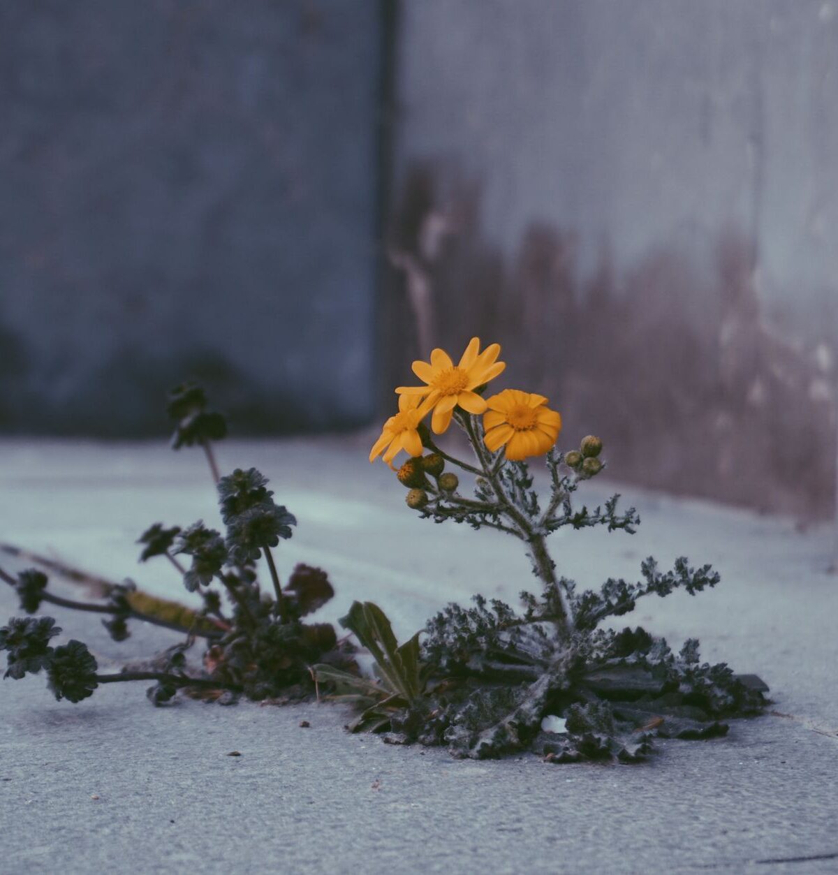 Killers Flower Moon: Scorseses Osage-Morde im Film