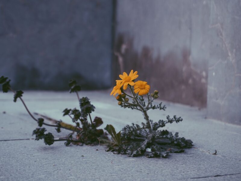 Killers Flower Moon: Scorseses Osage-Morde im Film