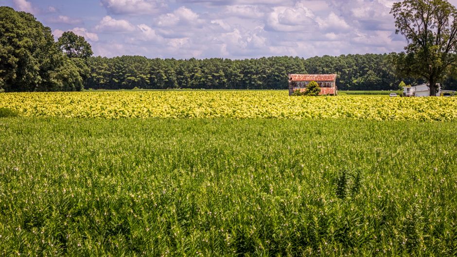 Poverty Point: 3500 Jahre alte Mound-Stätte in Louisiana