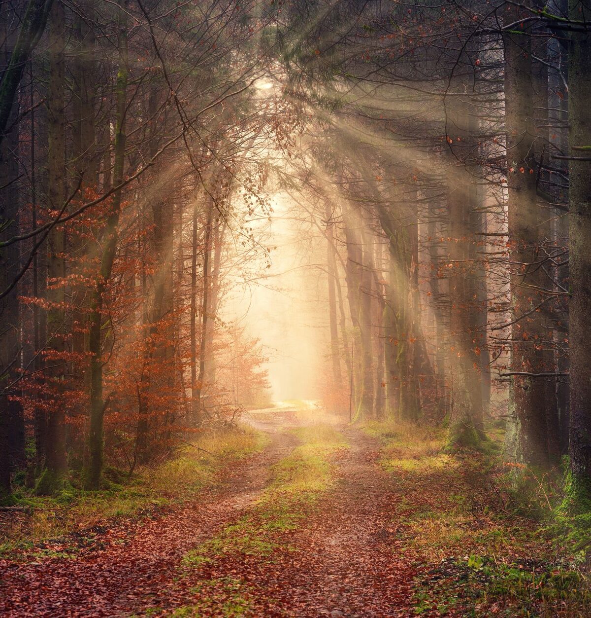 Regenwald-Ökologie: Biodiversität und Klimaschutz
