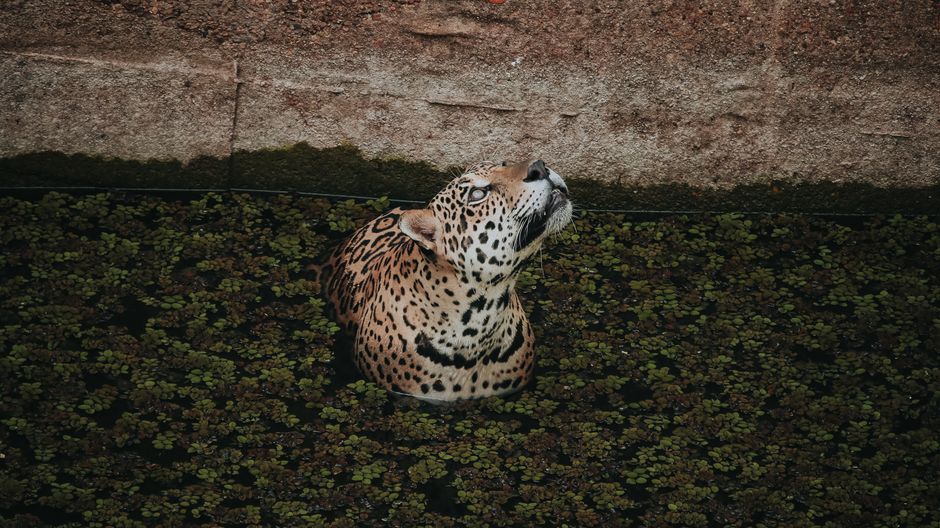 Jaguar Mythologie: Der Jaguar als Krafttier und Kultfigur – Jaguar Schwimmt Im Amazonasgebiet