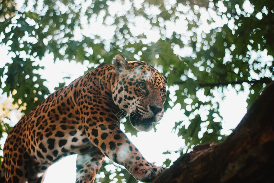 Jaguar Mythologie: Der Jaguar als Krafttier und Kultfigur – Kostenloses Stock Foto zu aggressiv, anmut, apex raubtier