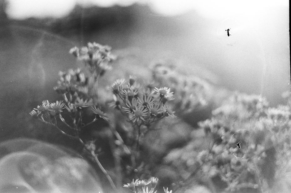 Killers Flower Moon: Scorseses Osage-Morde im Film – Vintage-Schwarzweißfoto von Wildblumen mit stimmungsvollem Lichtlecke…