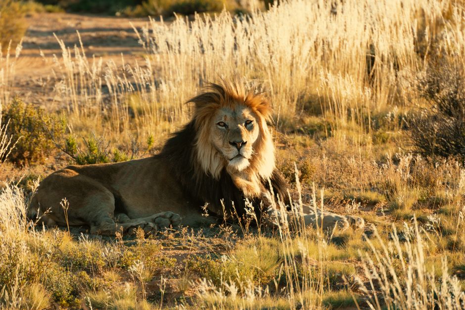 Leo Frobenius: Deutscher Ethnologe und Afrikaforscher – Ein großer Löwe, der sich im goldenen Licht der Savanne so…